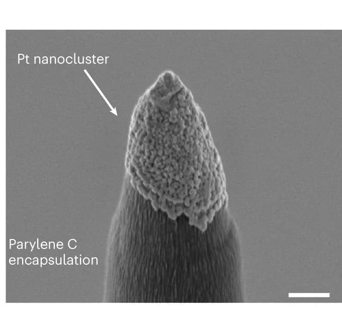 Open access visualization of Microscopy, SEM, Platinum Nanoclusters, Microelectrodes, Stimulation Electrode