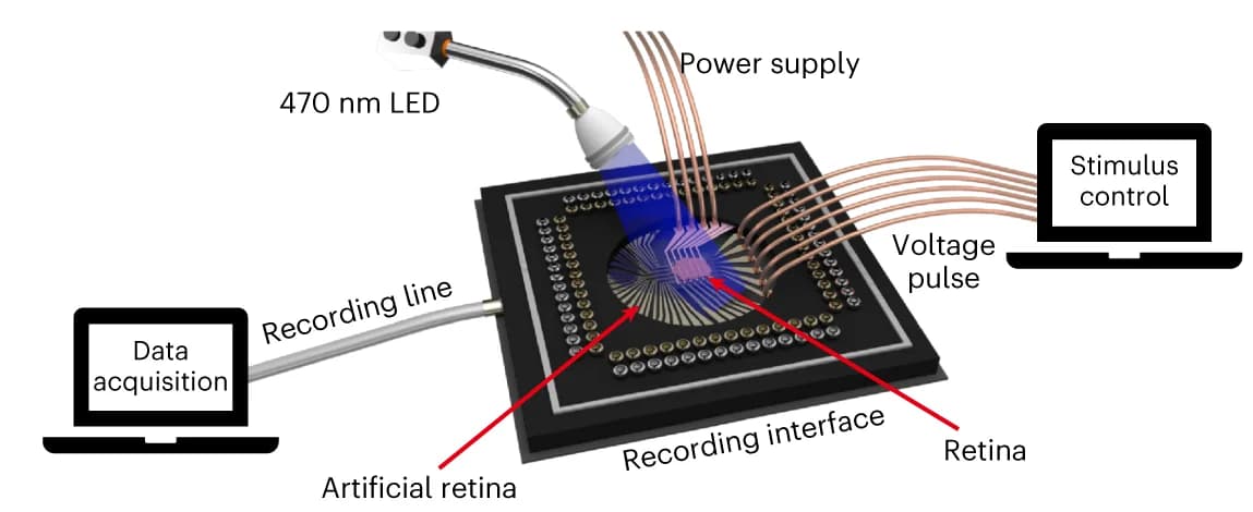Open access visualization of Illustration, Workflow, Experimental Setup, Mouse Retina, Ex Vivo