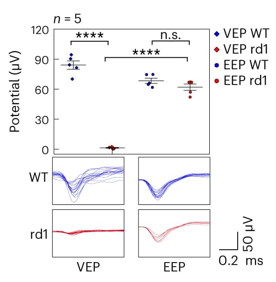 Open access visualization of Scatter Plot, Line Plot, VEP, EEP, Mouse Retina