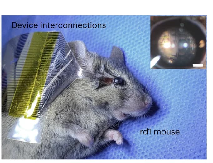 Open access visualization of Photo, Microscopy, In Vivo, Experimental Setup, rd1 Mouse