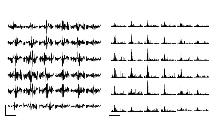 Open access visualization of Line Plot, Bar Plot, Spike Train, Firing Rate, RGC Spikes