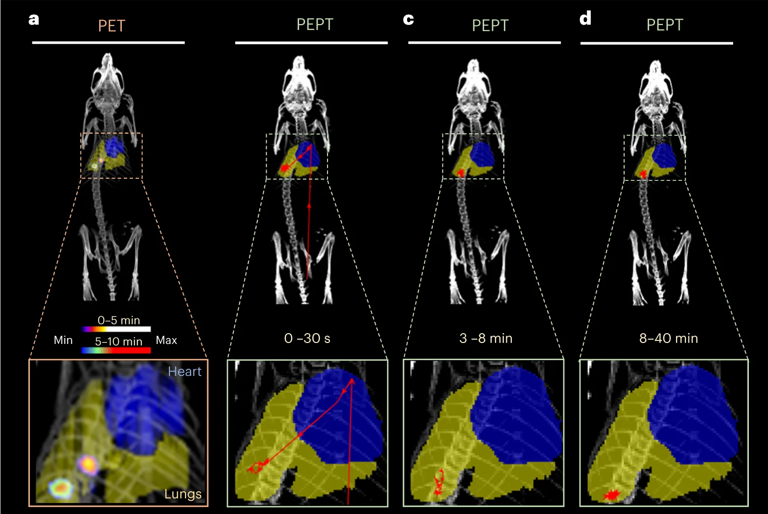 Open access visualization of Microscopy, PEPT Technique, Mouse, Lungs, Heart