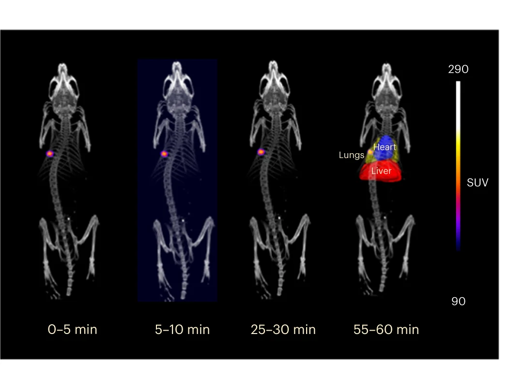 Open access visualization of Microscopy, In Vivo PET/CT Imaging, BALB/c Mouse, 68Ga-smSiP-PEG 5k, Lungs
