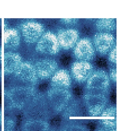 Open access visualization of Microscopy, dI/dV Maps, Hole Charging Peak, moire Site