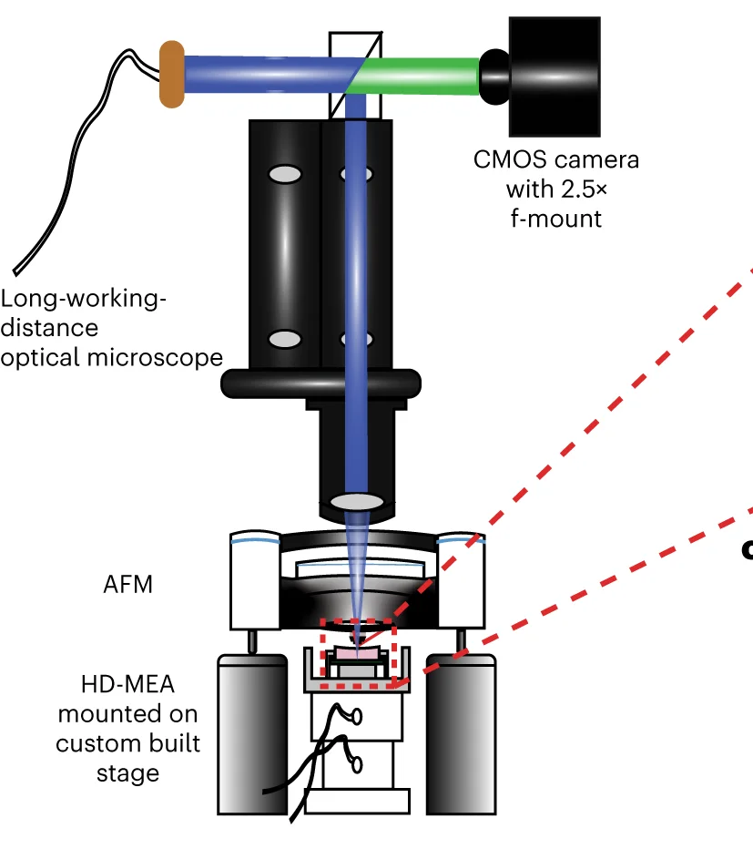 Open access visualization of Illustration, Optical Microscope, AFM, HD-MEA, Fluorescence
