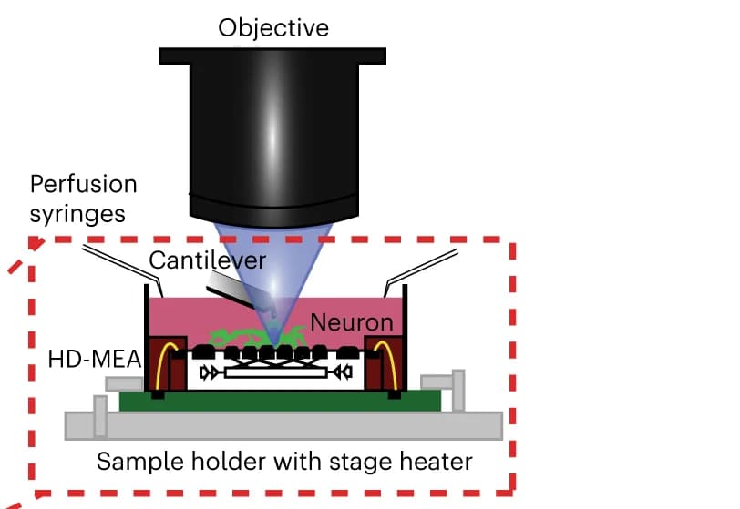 Open access visualization of Illustration, AFM Cantilever, Neuron, Stage Heater, Perfusion Set-up