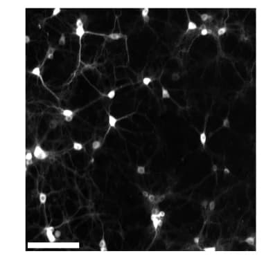 Open access visualization of Microscopy, Fluorescence Image, Rat Cortical Neurons, HD-MEA, Membrane Stain