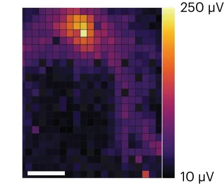 Open access visualization of Heatmap, Electrophysiological Footprint, Neuron, HD-MEA, Scale Bar