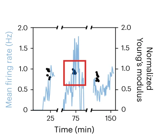 Open access visualization of Line Plot, Scatter Plot, Firing Rate, Young's Modulus, Neuron