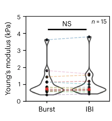 Open access visualization of Violin Plot, Young's Modulus, Neuronal Somas, Bursting, IBIs