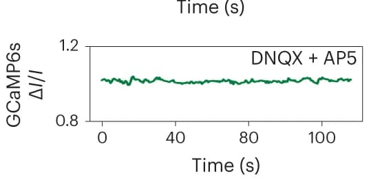 Open access visualization of Line Plot, Fluorescence Intensity, Neuron, GCaMP6s, Synaptic Activity