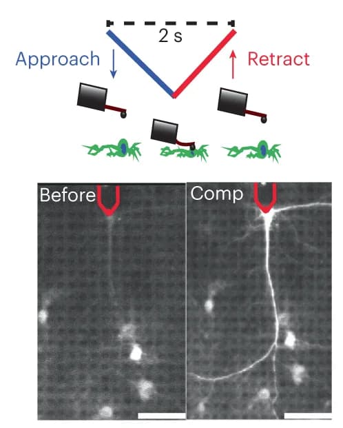 Open access visualization of Microscopy, Illustration, Mechanical Stimulation, Neuron, Fluorescence Images