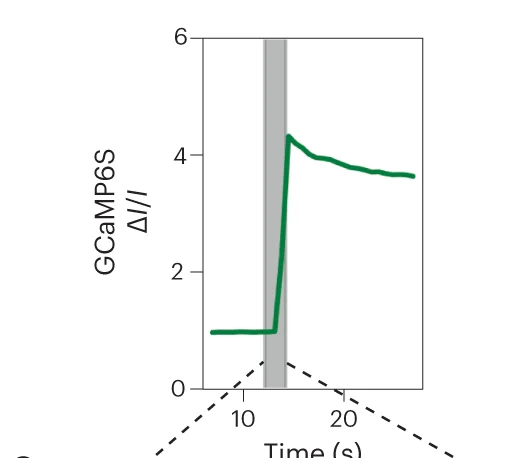 Open access visualization of Line Plot, Normalized Fluorescence Intensity, Mechanically Stimulated Neurons, GCaMP6s, Stimulation Period