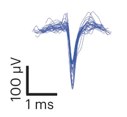 Open access visualization of Line Plot, Amplitudes, Halfwidth, Mechanically Evoked, Spontaneously Occurring