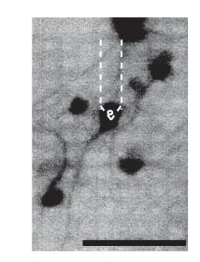 Open access visualization of Microscopy, Fluorescence Image, Membrane-Stained Neurons, Rat Cortical Neurons, HD-MEA Chip