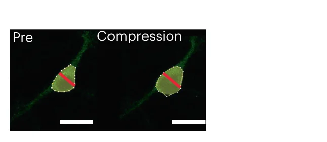 Open access visualization of Microscopy, Confocal Fluorescence Images, Neuron, Polygons, Soma Diameter