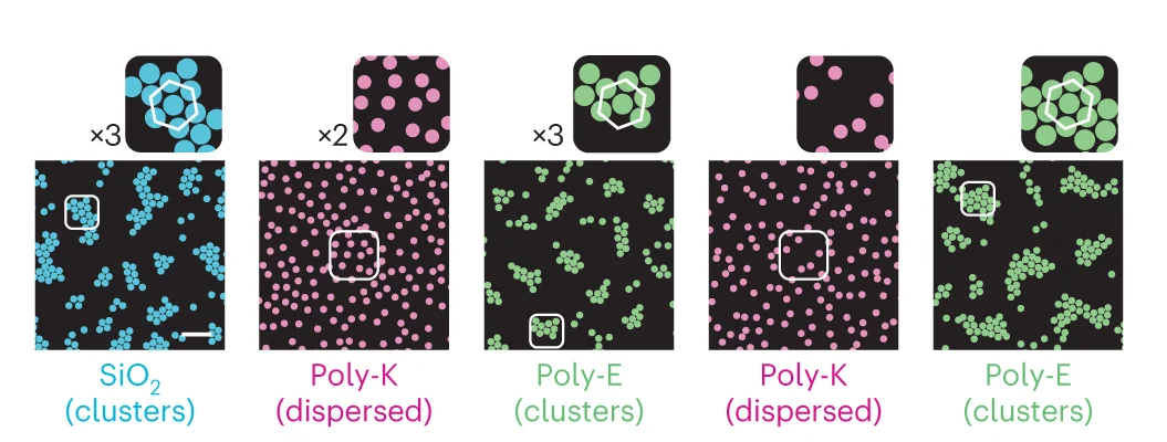 Open access visualization of Microscopy, Particle Suspension, Polypeptides, Polyelectrolyte Data, PEI/PSS Coatings