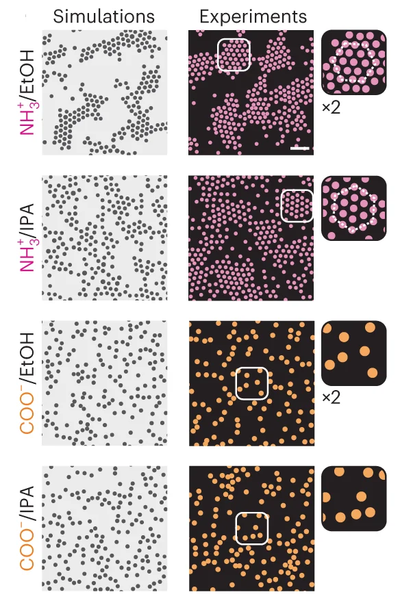 Open access visualization of Microscopy, Photo, Experiments, Positively Charged Particles, Aminated Silica Particles