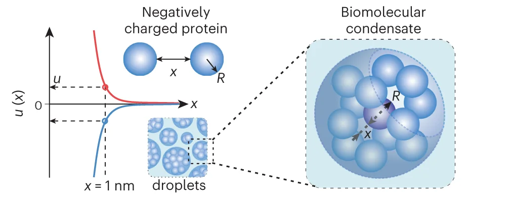 Open access visualization of Line Plot, Illustration, Biomolecular Condensate, Protein Molecules, Interaction Potentials