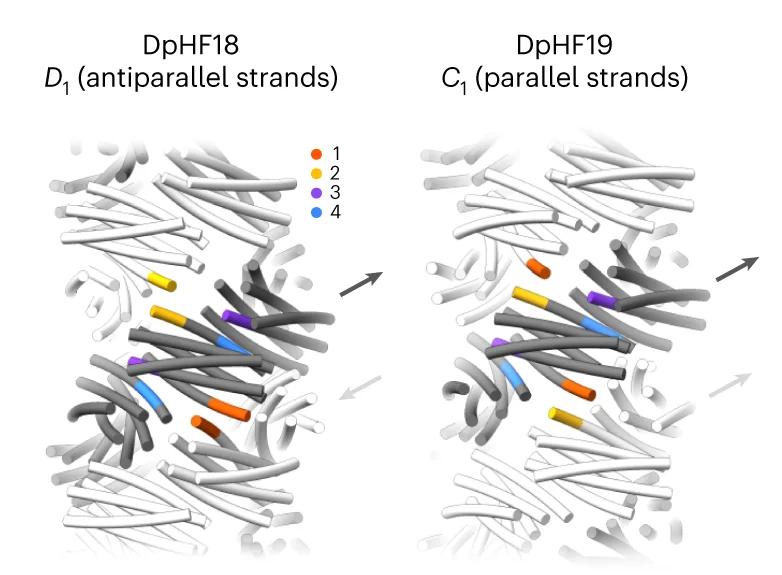 Open access visualization of Protein Structure, 3D Plot, Antiparallel Structure, DpHF18, D1 Symmetry