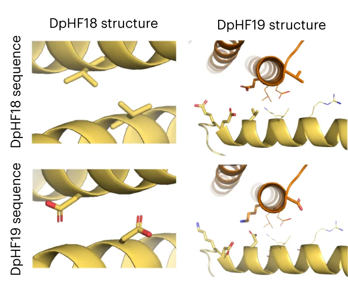 Open access visualization of Protein Structure, Chemical Structure, Architecture Switching Substitutions, DpHF18, DpHF19