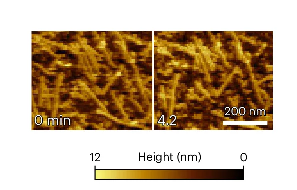 Open access visualization of Microscopy, AFM Images, DpHF19_9his Fibres, pH Reduction, Time-lapse