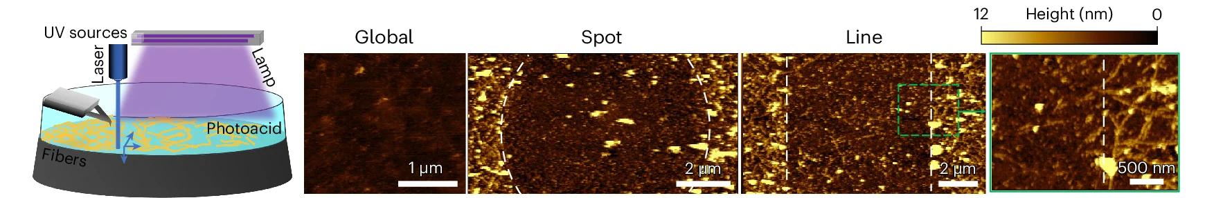 Open access visualization of Microscopy, Illustration, Fibre Disassembly, Photoacids, pH