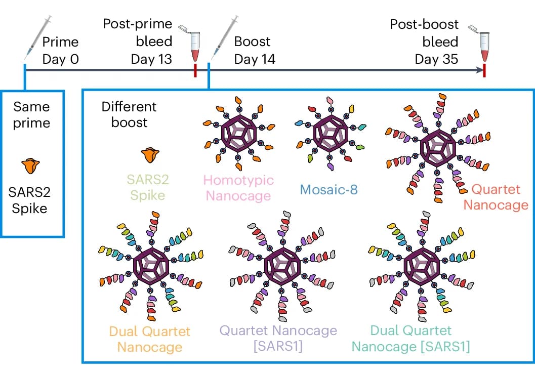 Open access visualization of Workflow, Illustration, Immunizations, Antigens, Timeline
