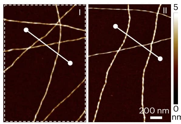 Open access visualization of Microscopy, AFM Images, Fe SA @FibBLG, FibBLG, Mica Surface