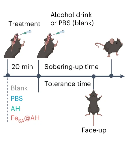 Open access visualization of Workflow, Illustration, Alcohol Intoxication, Model Construction, Schematic