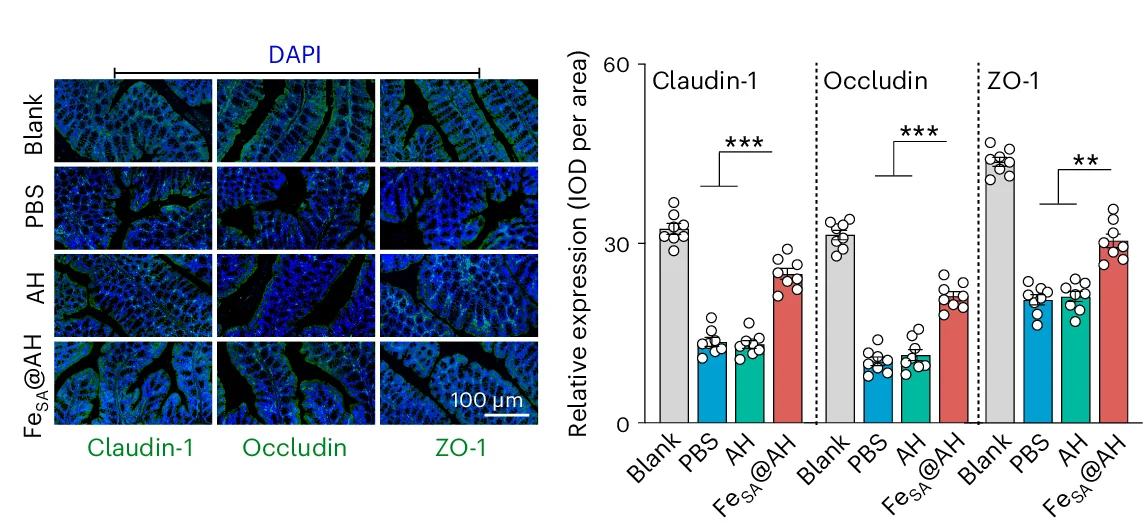 Open access visualization of Bar Plot, Scatter Plot, Error Bars, Immunofluorescence Staining, Tight Junction Proteins