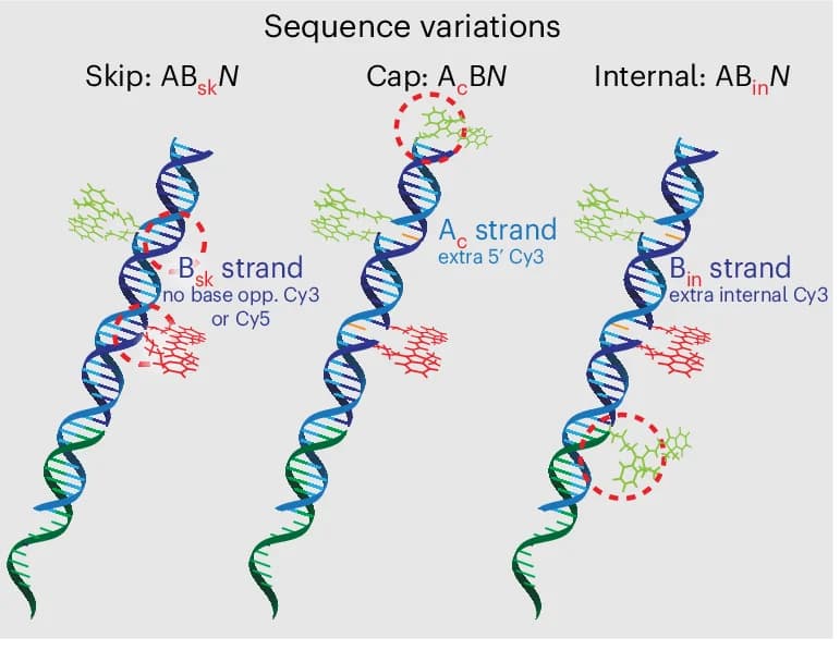 Open access visualization of Illustration, Chemical Structure, FRET, DNA, Oligonucleotide