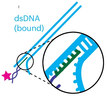 Open access visualization of Illustration, FRETfluor Tag, dsDNA, Bridge Strand