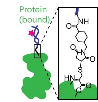 Open access visualization of Chemical Structure, FRETfluor, Protein, Linker