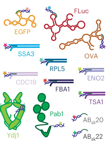 Open access visualization of Illustration, mRNA, dsDNA, Proteins, FRETfluor