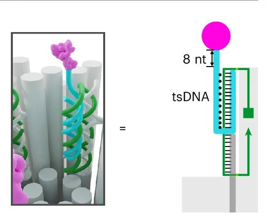 Open access visualization of Illustration, Chemical Structure, tsDNA