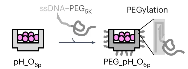 Open access visualization of Workflow, Illustration, PEGylation Mechanism, ssDNA-PEG, Origami