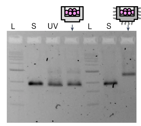 Open access visualization of Gel, Electrophoresis, Agarose Gel, Origami, DNA Ladder