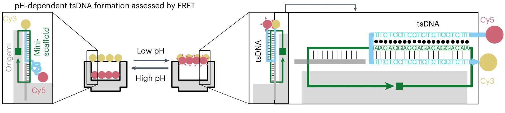 Open access visualization of Workflow, Illustration, FRET, pH, tsDNA