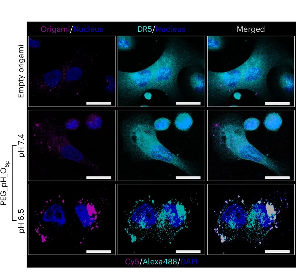 Open access visualization of Microscopy, Cy5-labelled Origamis, DR5, Alexa488-labelled Anti-DR5 Monoclonal Antibody, SK-BR-3 Cells
