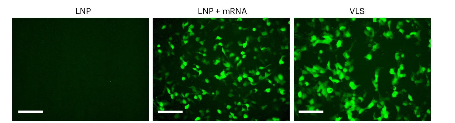 Open access visualization of Microscopy, Fluorescence Micrographs, GFP Expression, LNP, mRNA