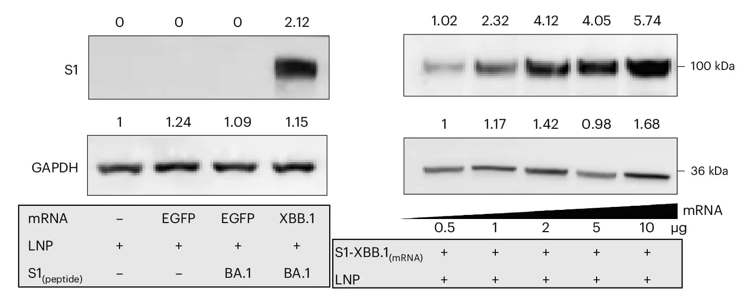 Open access visualization of Gel, S1 Proteins, Western Blotting, 293T Cells, LNPs