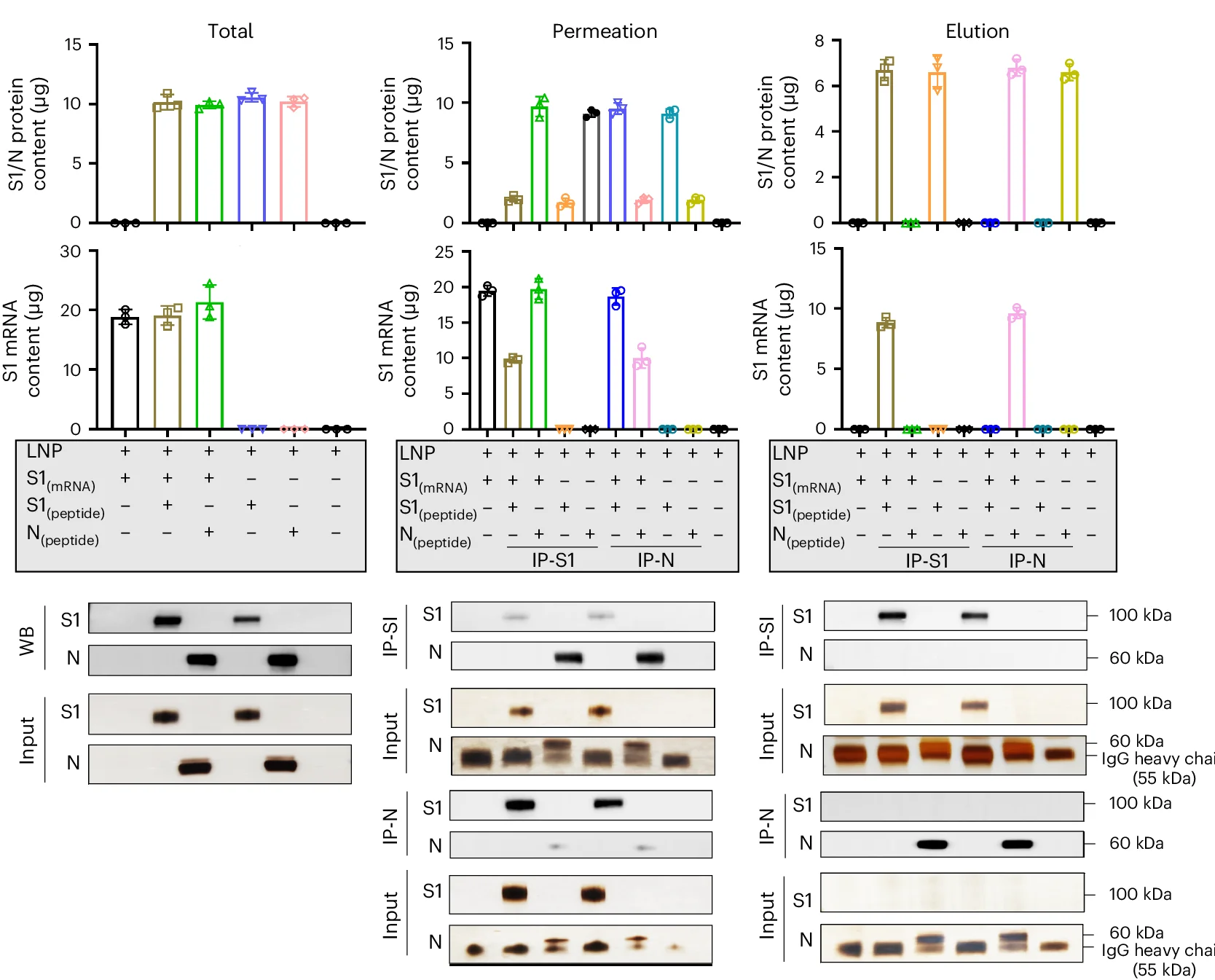 Open access visualization of Bar Plot, Gel, Protein, mRNA, S1