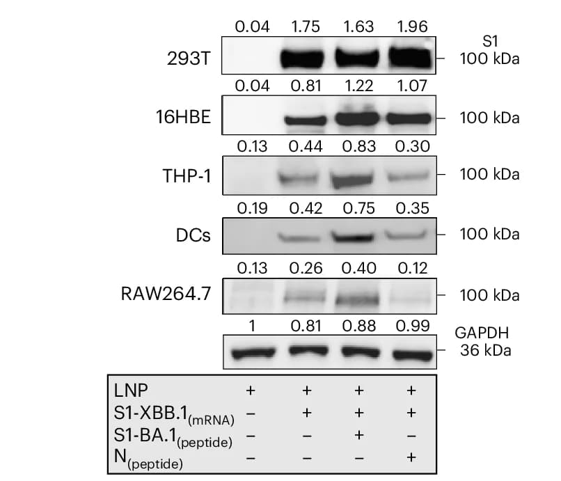 Open access visualization of Gel, Western Blotting, S1 Proteins, Cell Lines