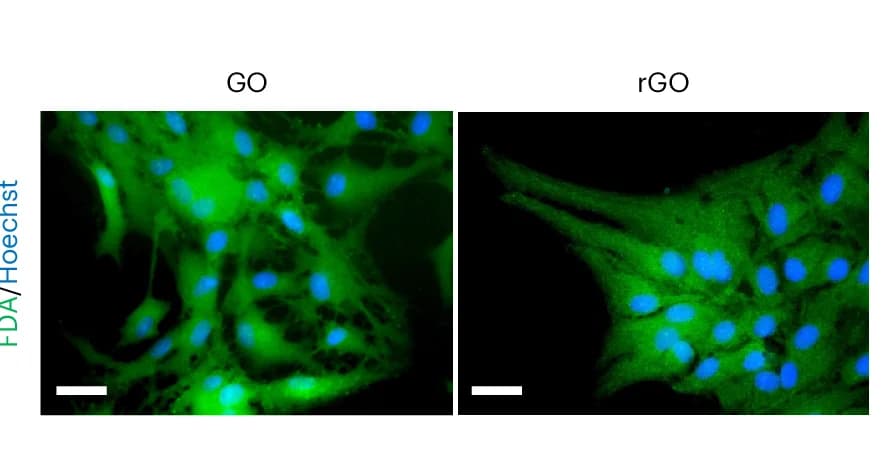 Open access visualization of Microscopy, Fluorescent Images, Astrocytes, FDA, Hoechst 33342