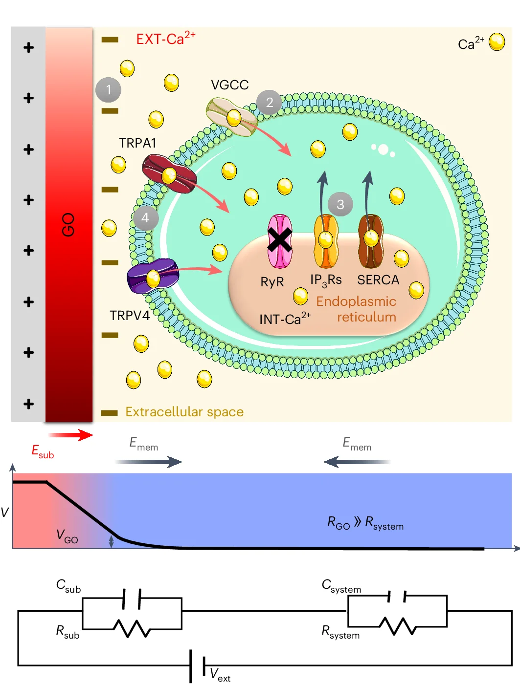 Open access visualization of Illustration, Workflow, Line Plot, GO, rGO