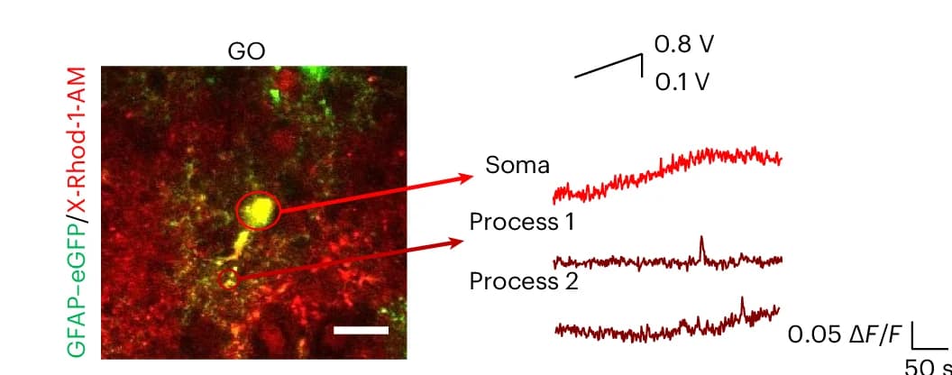 Open access visualization of Line Plot, Microscopy, Ca 2+ over time, Astrocytes, X-Rhod-1/GFAP–eGFP-labelled