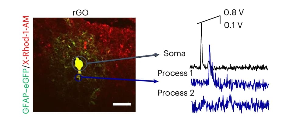 Open access visualization of Microscopy, Line Plot, Ca 2+ over time, Astrocytes, X-Rhod-1/GFAP–eGFP-labelled