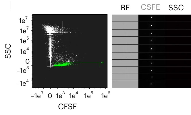 Open access visualization of Scatter Plot, Photo, Amnis ImageStream, CFSE-labelled Exo C2C12, SSC