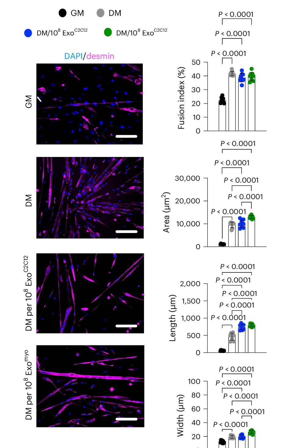 Open access visualization of Bar Plot, Photo, Microscopy, Myogenic Commitment, Desmin-positive mdx SCs